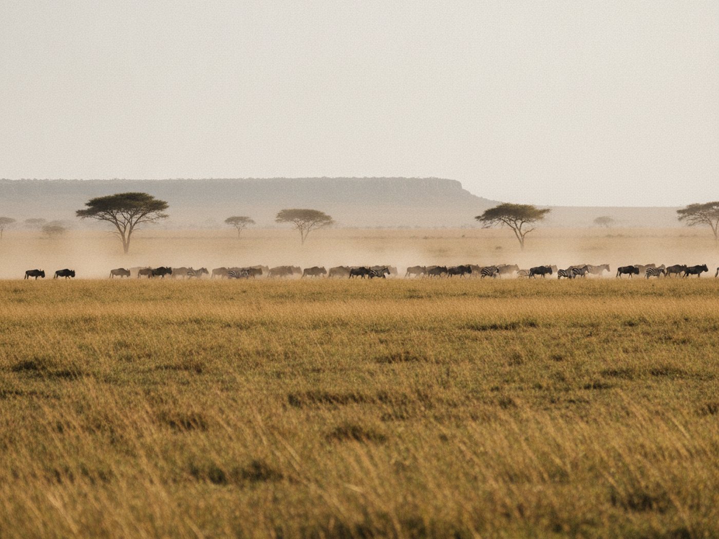 A long column of wildebeest and zebra crossing open golden savanna below an escarpment